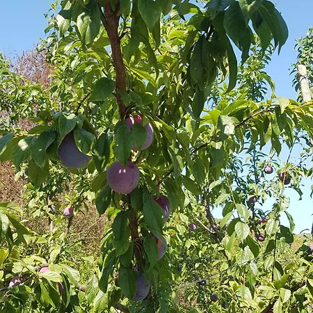 Bed & Breakfast Matisse Laureana Cilento