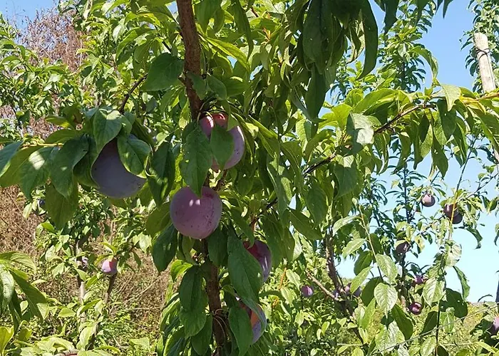 Couette-café Matisse Laureana Cilento